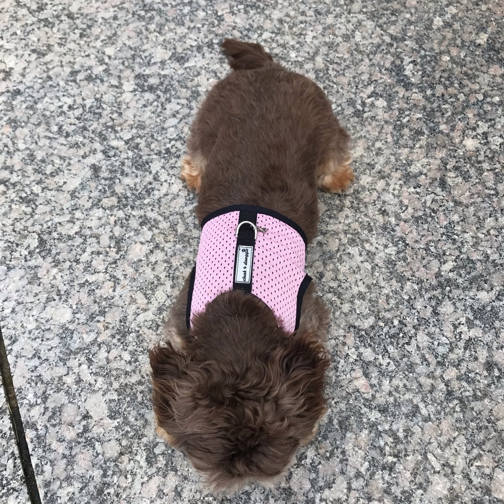Puppy Harness